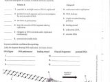 Dna Review Worksheet Answer Key and Ziemlich Study Guide for Human Anatomy and Physiology Answers