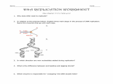 Dna Review Worksheet Answer Key as Well as Lovely Dna Replication Worksheet Answers New Dna Structure and