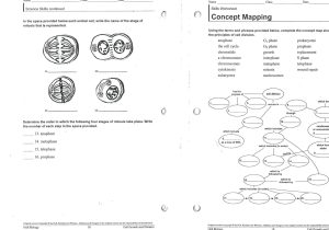 Dna Review Worksheet together with Mitosis Versus Meiosis Worksheet Answers Cstephenmurray Image