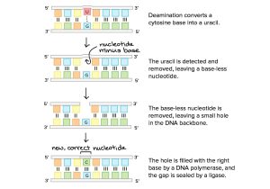 Dna Review Worksheet with 16 Awesome Worksheet Dna Rna and Protein Synthesis
