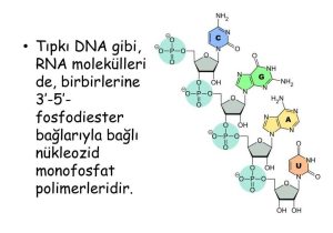 Dna Rna and Protein Synthesis Worksheet Answer Key together with Nkleik asitlerin Metabolizmas Ppt Indir
