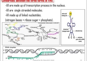 Dna Rna and Protein Synthesis Worksheet Answer Key with Chapter 10 How Proteins are Made Section 1 From Genes to