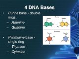 Dna Rna and Protein Synthesis Worksheet Answers together with 4 Bases Of Dna Bing Images