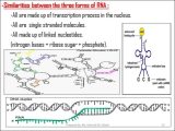 Dna Rna and Protein Synthesis Worksheet Answers together with Chapter 10 How Proteins are Made Section 1 From Genes to