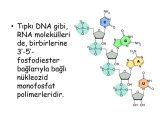 Dna Rna and Protein Synthesis Worksheet Answers together with Nkleik asitlerin Metabolizmas Ppt Indir