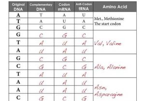 Dna Rna and Proteins Worksheet Answer Key and 119 Best Dna & Protein Synthesis Bio Images On Pinterest