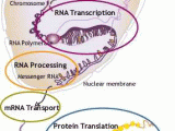 Dna Rna and Proteins Worksheet Answer Key and Dna Rna Protein