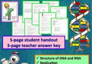 Dna Rna and Proteins Worksheet Answer Key or 15 Fresh Worksheet Dna Rna and Protein Synthesis Answer Key