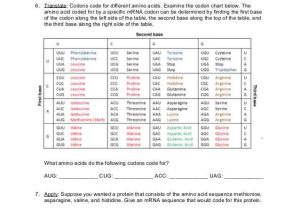 Dna Rna and Proteins Worksheet Answer Key with 33 Inspirational Graph Protein Synthesis and Amino Acid