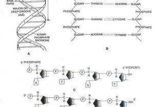 Dna Structure and Function Worksheet Along with Dna Types Structure and Function Of Dna