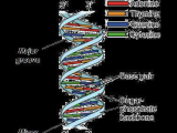 Dna Structure and Function Worksheet Also Discovery Of the Structure Of Dna Article