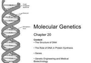 Dna Structure and Function Worksheet Also Unique Dna the Molecule Heredity Worksheet Beautiful Dna