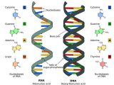 Dna Structure and Function Worksheet and the Differences Between Dna and Rna