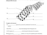 Dna Structure and Function Worksheet as Well as Dna Replication Worksheet Worksheets for All