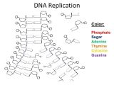 Dna Structure and Replication Review Worksheet and Dna Replication Review Worksheet for Replication Review Enzymes