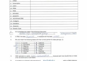 Dna Structure and Replication Review Worksheet as Well as Worksheet Template 2015 2016 Ms Mcrae S Science Dna Review