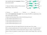 Dna Structure and Replication Review Worksheet with Dna Replication Review Worksheet – Streamcleanfo