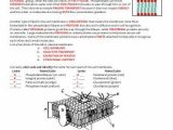 Dna Structure and Replication Review Worksheet with Lovely Dna Replication Worksheet Answers Elegant Dna Structure and