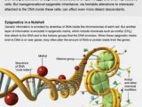 Dna Structure and Replication Worksheet Answer Key and 525 Best Genetics Images On Pinterest