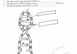 Dna Structure and Replication Worksheet Answer Key or Dna Replication Coloring Worksheet Gallery Worksheet Math for Kids