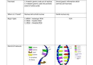 Dna Structure and Replication Worksheet Answer Key with Dna Replication Worksheet Key Gallery Worksheet for Kids In English