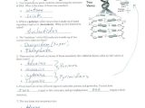 Dna Structure and Replication Worksheet Answers Also Worksheets 44 Inspirational Dna the Molecule Heredity Worksheet