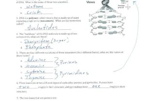 Dna Structure and Replication Worksheet Answers Also Worksheets 44 Inspirational Dna the Molecule Heredity Worksheet