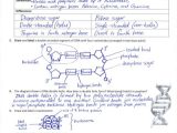 Dna Structure and Replication Worksheet together with Dna Replication Worksheet Worksheets for All