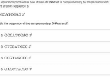 Dna Structure Quiz Worksheet Along with Dna as the Genetic Material Biology Science