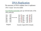 Dna Structure Quiz Worksheet and Worksheets 43 Fresh Dna Replication Worksheet Answers High