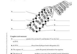 Dna Structure Quiz Worksheet as Well as Worksheets 43 Fresh Dna Replication Worksheet Answers High