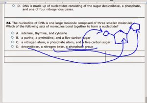 Dna Structure Worksheet Answer Key as Well as Dna Structure and Replication Worksheet Answers – Math Worksheets 2018