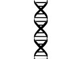 Dna Structure Worksheet Answer Key with 28 Collection Of Drawing A Dna Strand