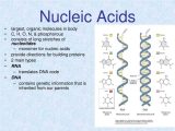 Dna Structure Worksheet Answers as Well as Nucleic Acid Stylianos Antonarakis Bing Images