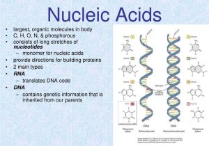 Dna Structure Worksheet Answers as Well as Nucleic Acid Stylianos Antonarakis Bing Images