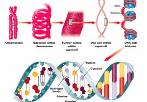 Dna Technology Worksheet Along with Dna the Double Helix Coloring Worksheet Answers Inspirationa