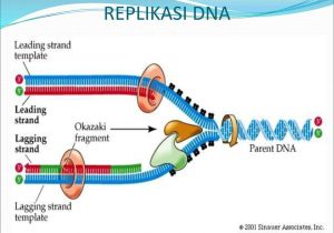 Dna Technology Worksheet Also the 3 Steps to Dna Replication Flashcards Quizlet Autehru