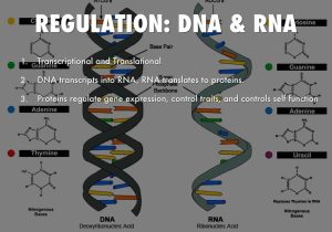 Dna Technology Worksheet as Well as 3rd attgene Control Presentation by andrew Taylor