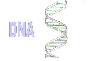 Dna Technology Worksheet as Well as Dna