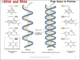 Dna Technology Worksheet together with Chapter 10 How Proteins are Made Section 1 From Genes to