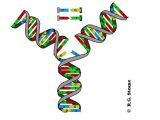 Dna Technology Worksheet together with Genetik Test Ile Kilo Yonetimi Salk Kesi