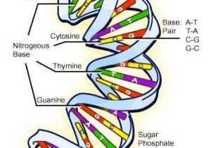 Dna the Double Helix Coloring Worksheet Along with 20 Best Education 10 Biology Structure and Function Of Dna