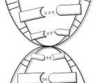 Dna the Double Helix Coloring Worksheet and 71 Best Dna and Protein Synthesis Images On Pinterest