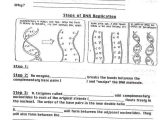 Dna the Double Helix Coloring Worksheet and Dna Coloring Worksheet Biology Junction Worksheet Answers Fungi