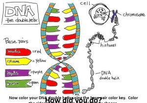 Dna the Double Helix Coloring Worksheet Answer Key and Dna the Double Helix Coloring Worksheet Answers Choice Image
