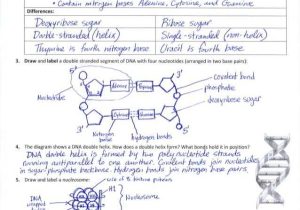 Dna the Double Helix Coloring Worksheet Answer Key and Ib Dna Structure & Replication Review Key 2 6 2 7 7 1