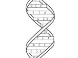 Dna the Double Helix Coloring Worksheet as Well as 59 Best Fitc Images On Pinterest