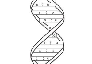 Dna the Double Helix Coloring Worksheet as Well as 59 Best Fitc Images On Pinterest