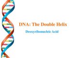Dna the Double Helix Coloring Worksheet Key Along with Ppt Dna the Double Helix Powerpoint Presentation Id672