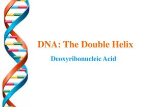 Dna the Double Helix Coloring Worksheet Key Along with Ppt Dna the Double Helix Powerpoint Presentation Id672